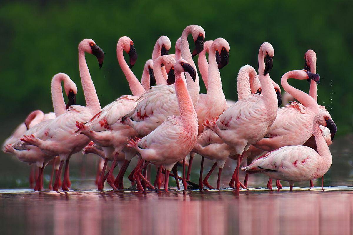 lesser flamingo (commons.wikimedia.org/K Shiv Kumar)
