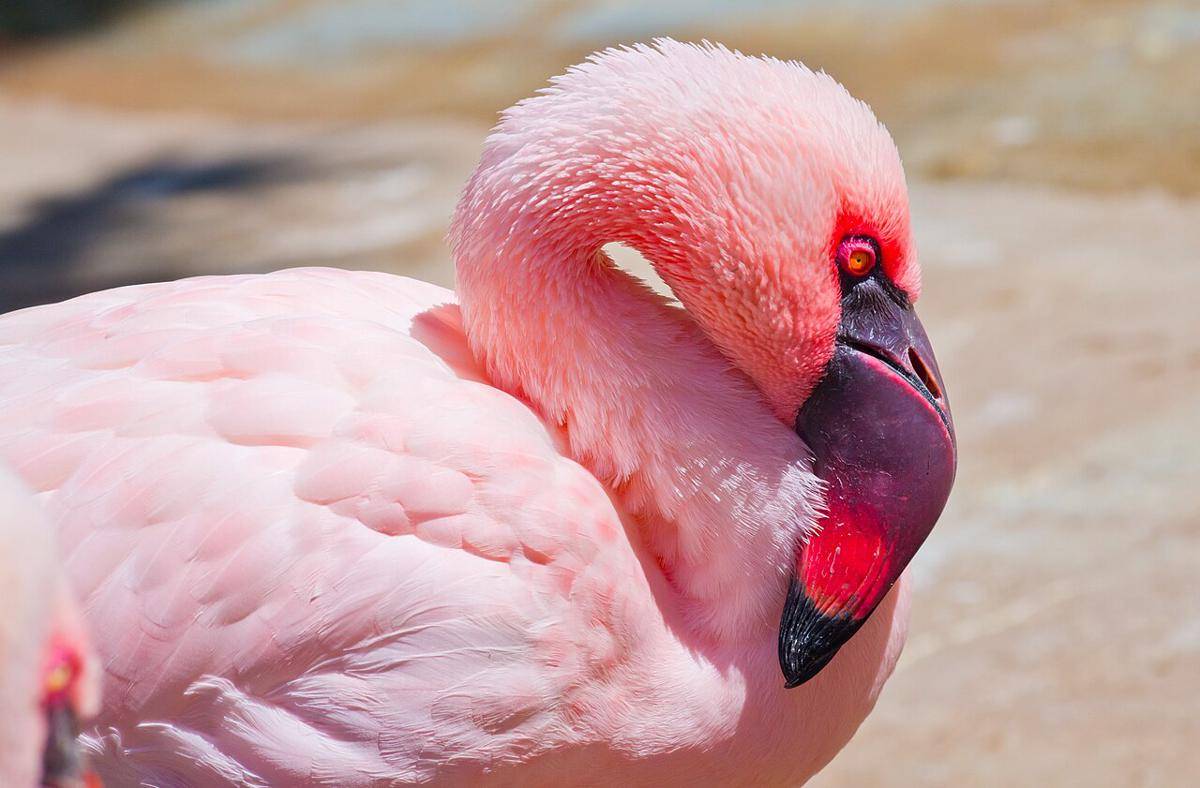 lesser flamingo (commons.wikimedia.org/Antoine Taveneaux)