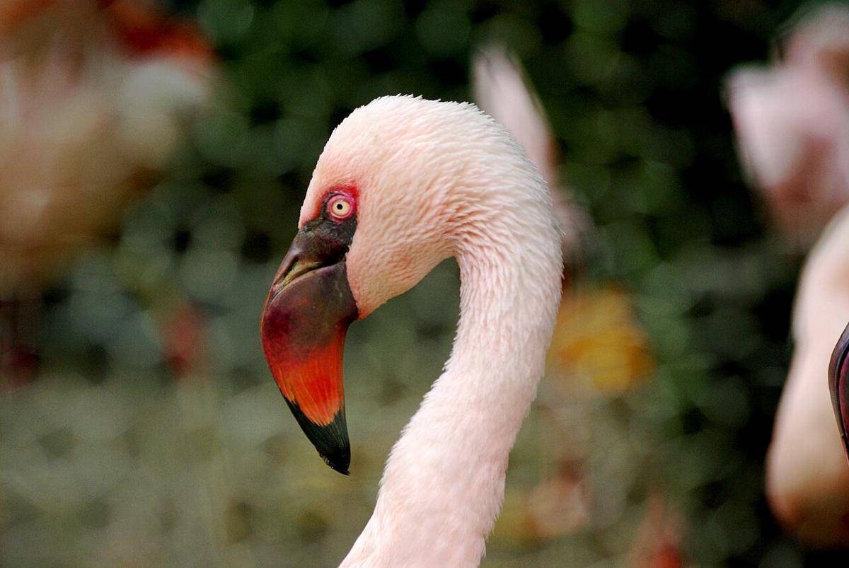 lesser flamingo (commons.wikimedia.org/pelican)