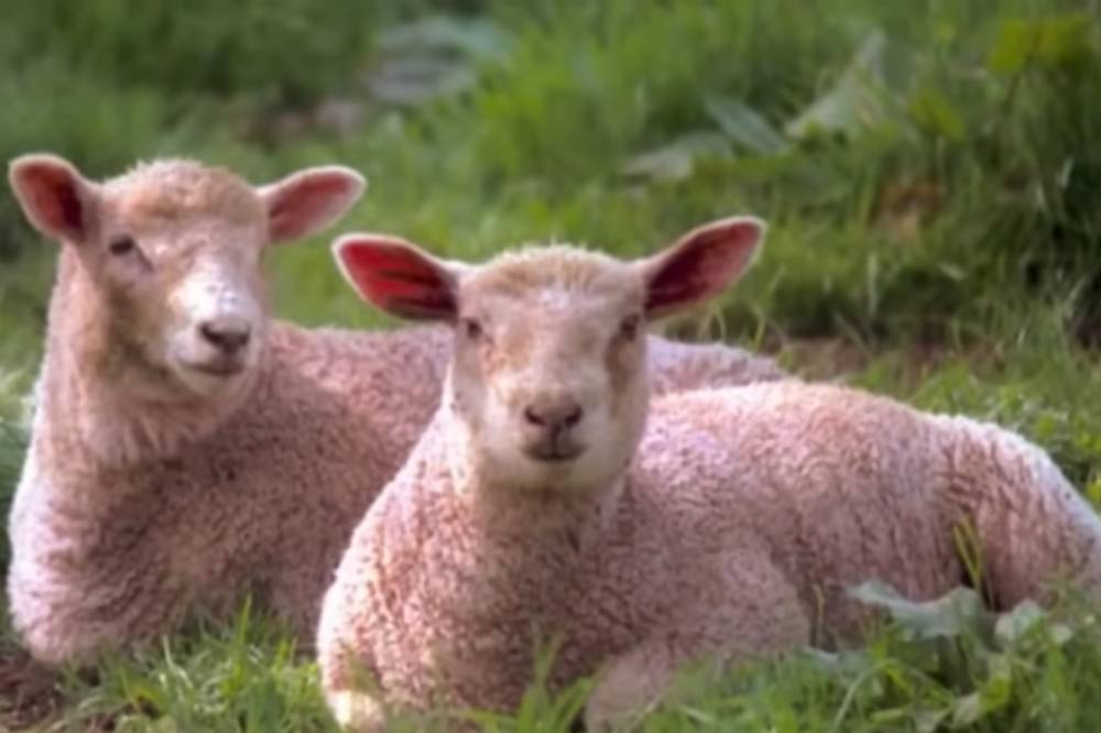 Johann Sebastian Bach - Sheep May Safely Graze .png