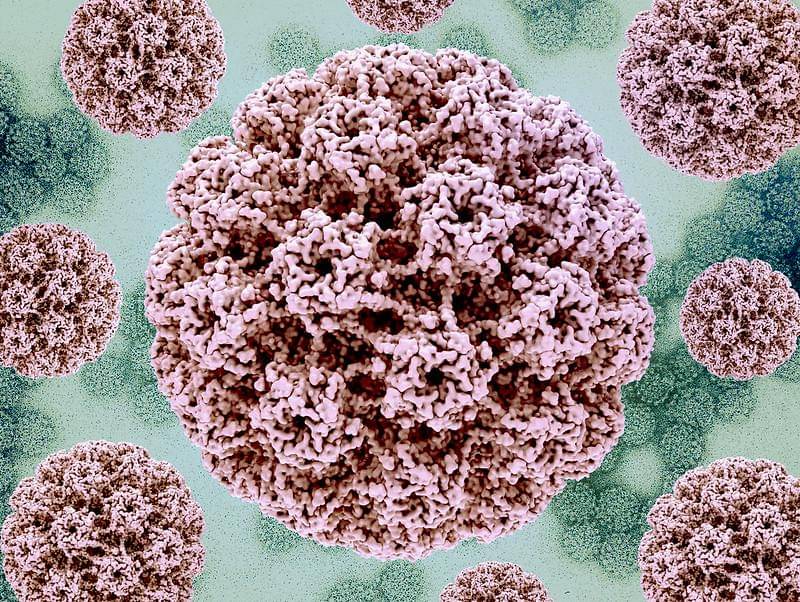 Human papillomavirus (HPV). (flickr.com/NIAID)