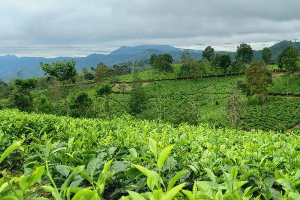 7 - Wisata Cianjur yang Punya Pemandangan Alam Menawan.jpg