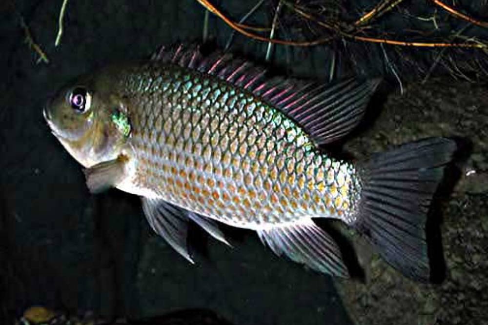 Ikan mujair