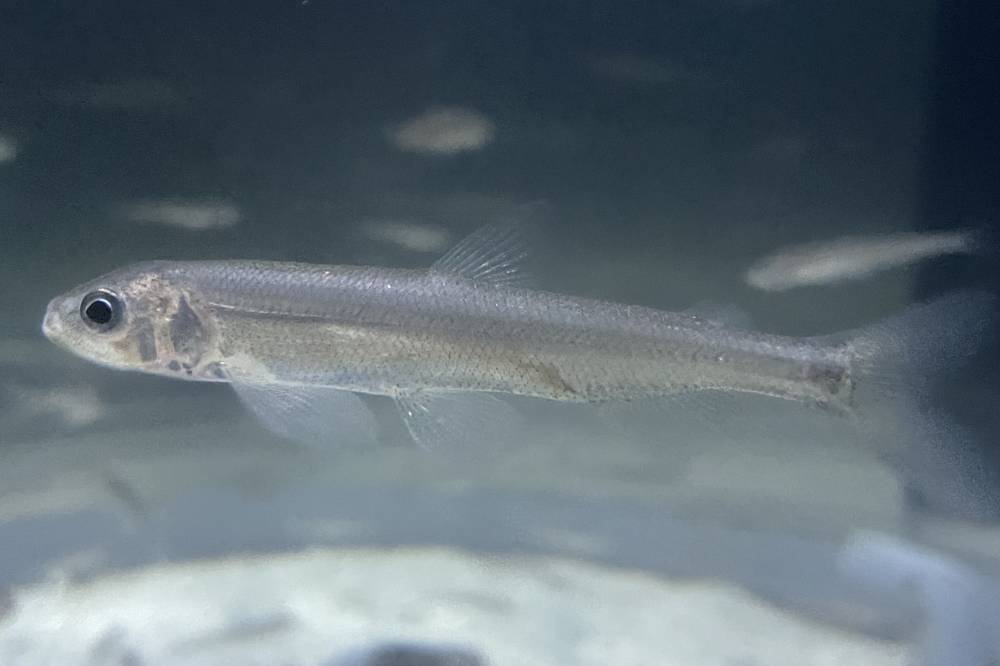 Ikan shisamo