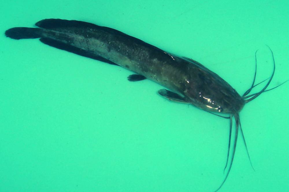 Ikan Lele