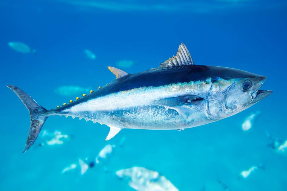 Ikan Tuna
