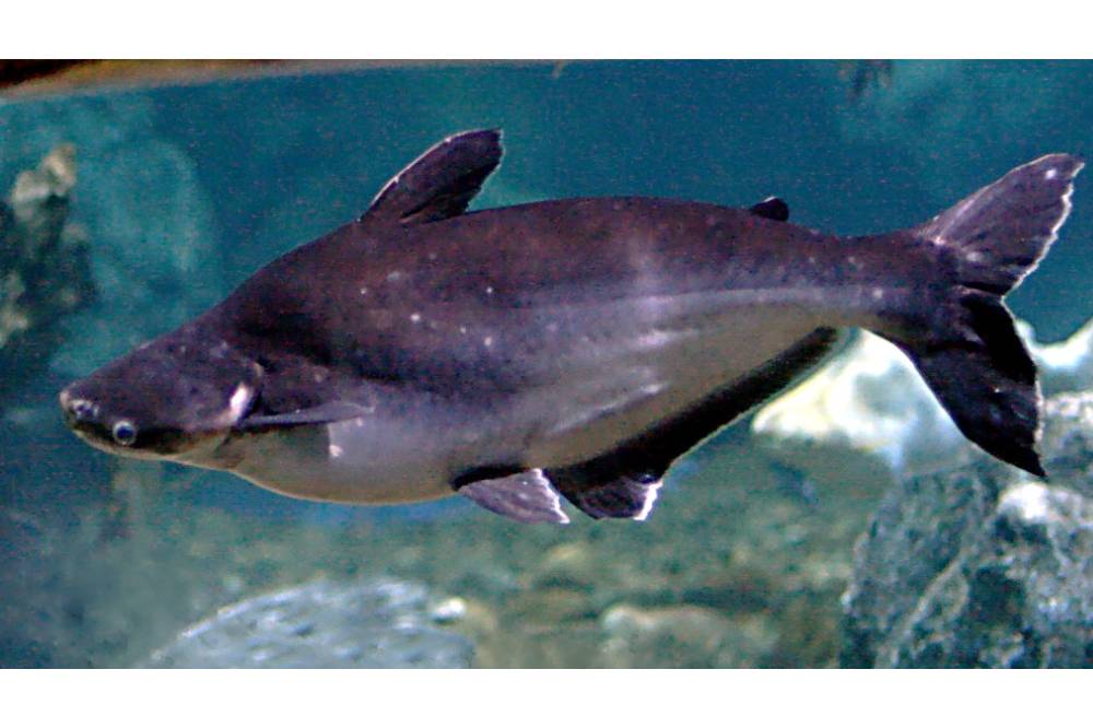 Ikan Patin