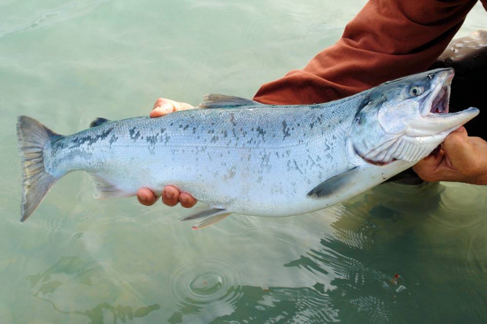 Ikan salmon