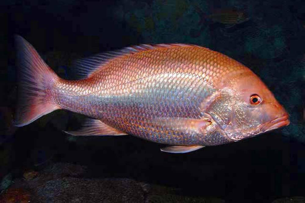 Ikan Kakap