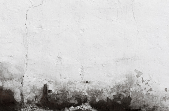 ilustrasi jamur di dinding