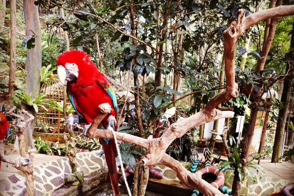 Bird Pavilion