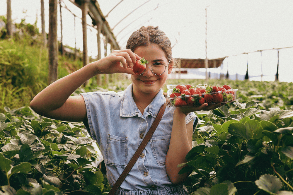 Strawberry picking