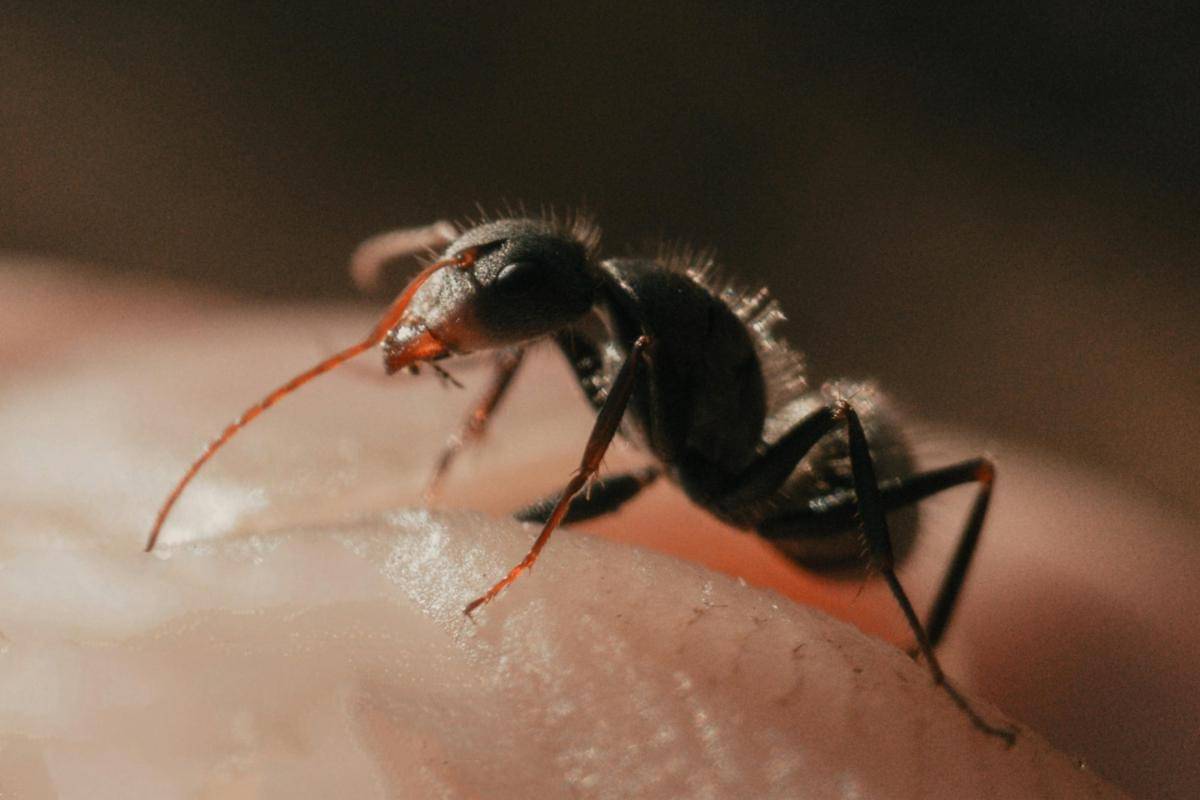 Ilustrasi sengatan semut di kulit (pexels.com/Rhian Sousa)