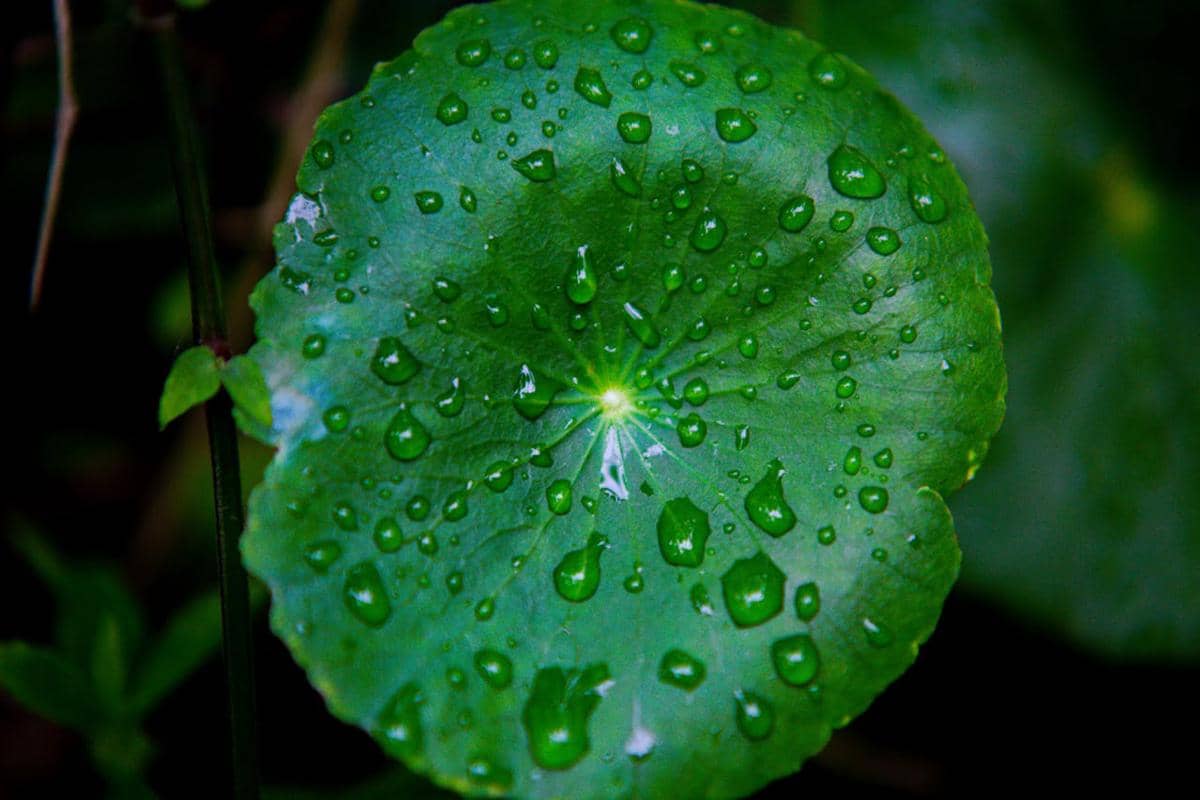 Manfaat centella