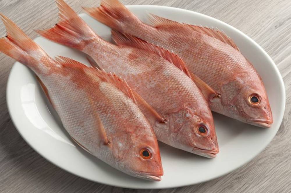 Ikan kakap .png