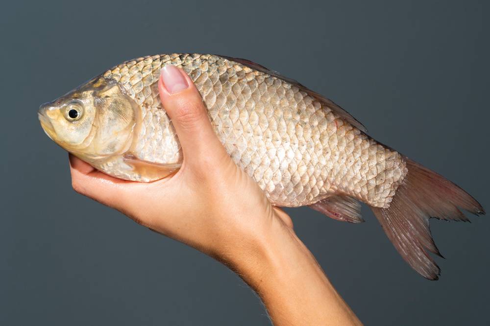 Resep Tim Pesmol Ikan Mas untuk MPASI 3.png