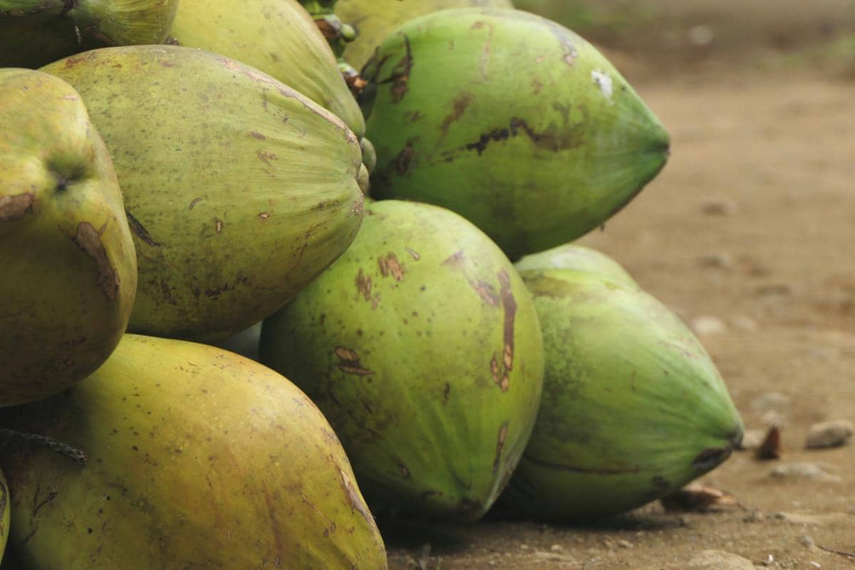 Apakah santau atau air kelapa bisa menggantikan susu formula?