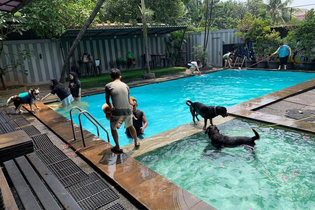 Pet Shop Terdekat di Jakarta Selatan