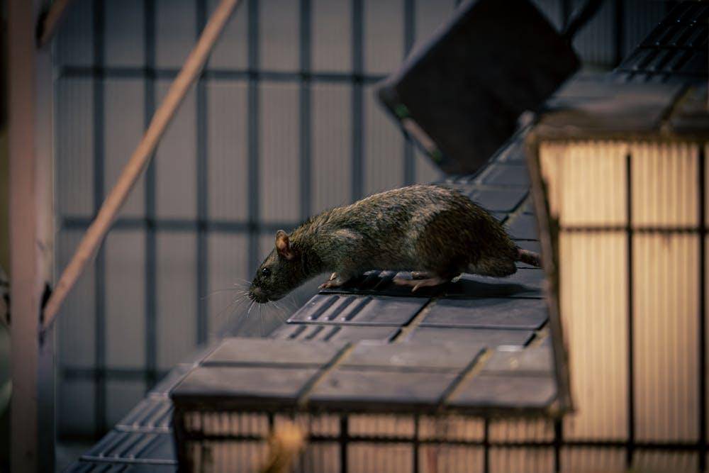 nocturnal rodent in shinjuku urban streets