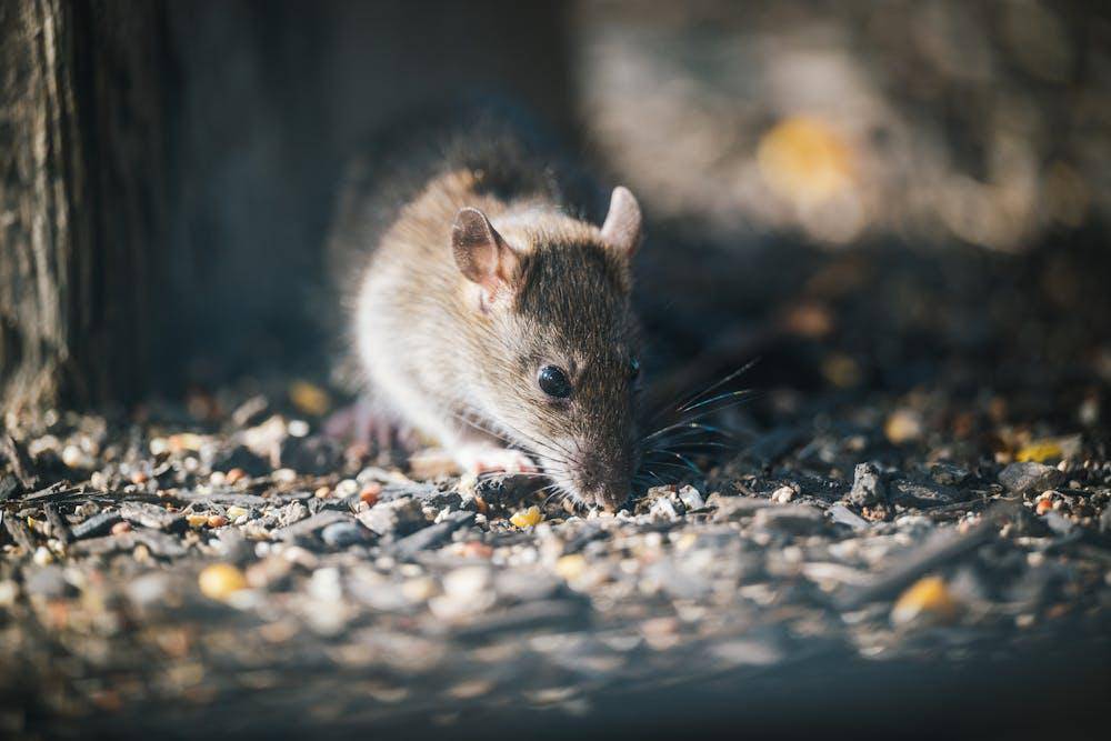 close up of a rat on the ground