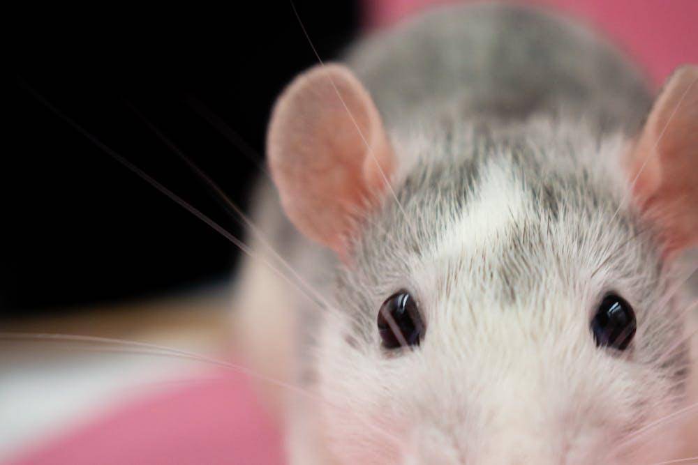 rat in close up
