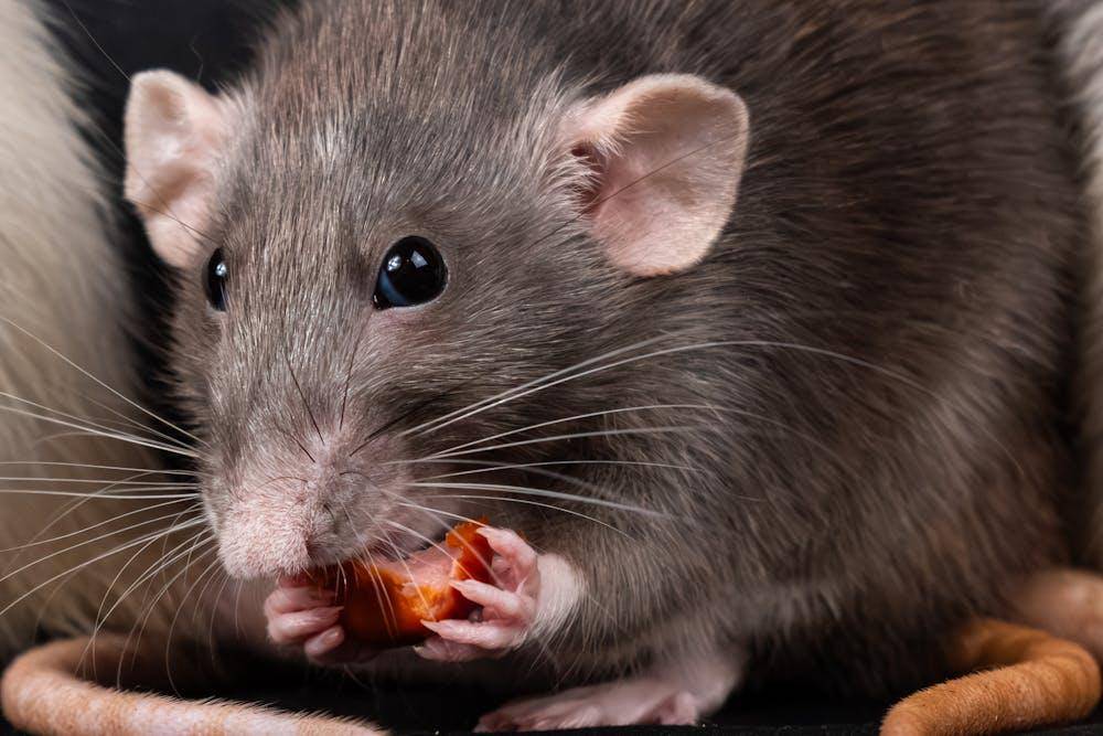 close up of a gray rat eating