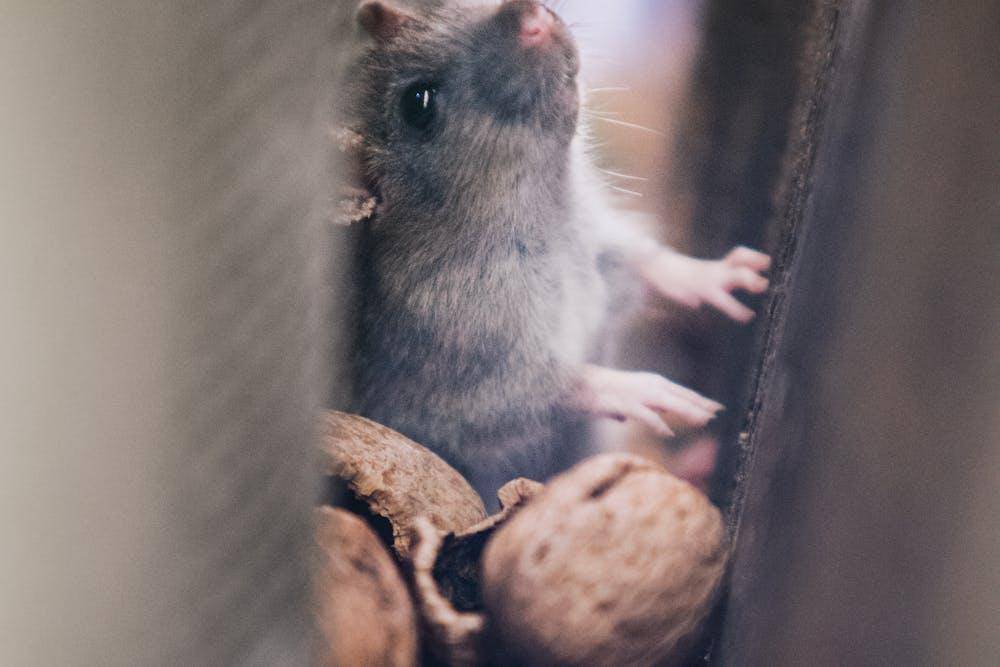 soft focus of mice through walls