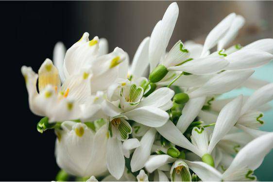 7 Fakta Bunga Lily of the Valley, Pernah Dipakai Luna Maya