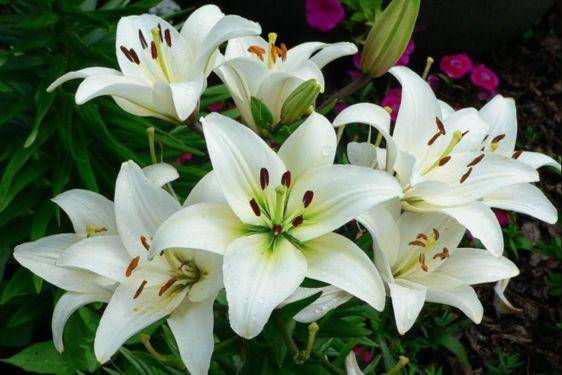 7 Fakta Bunga Lily of the Valley, Pernah Dipakai Luna Maya