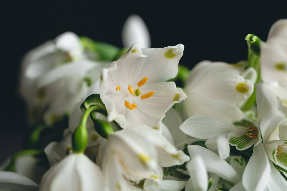 7 Fakta Bunga Lily of the Valley, Pernah Dipakai Luna Maya