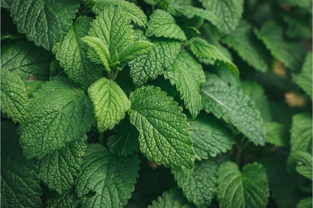 7 Sayuran yang Tidak Boleh Dimakan Penderita Asam Lambung