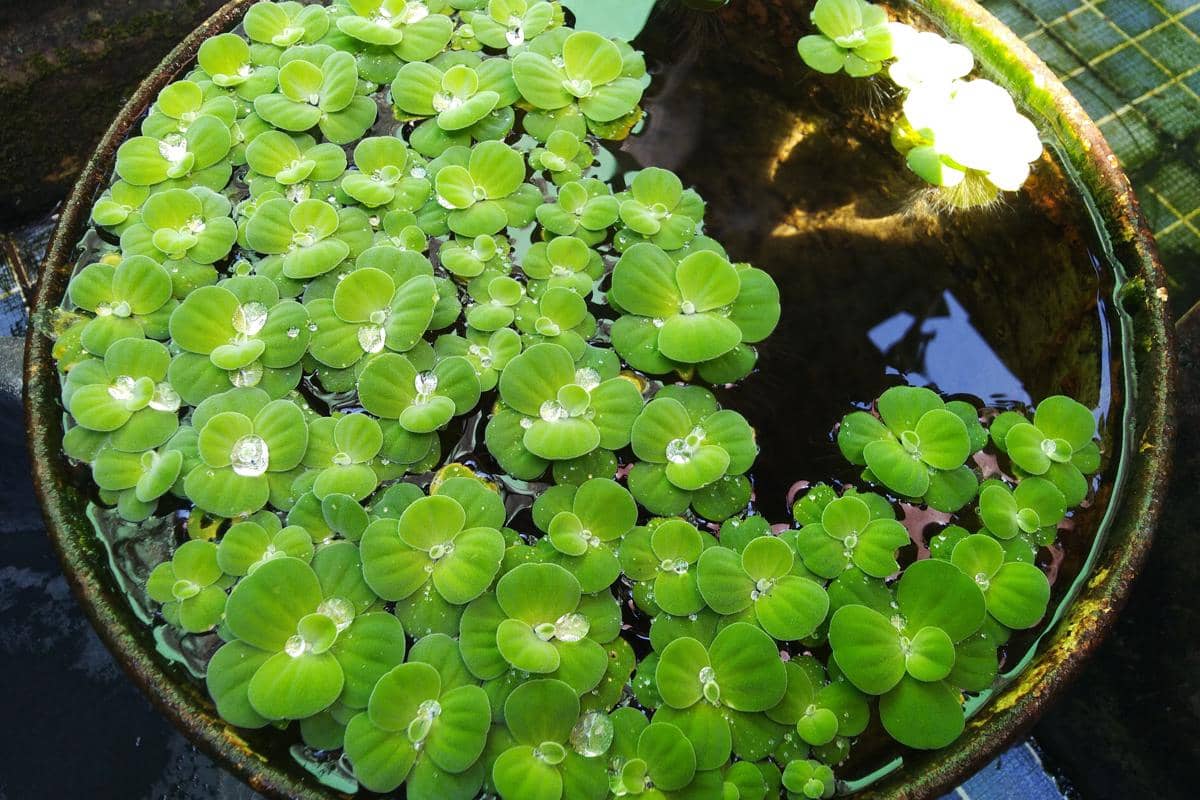 Tanaman Air yang Berumur Panjang