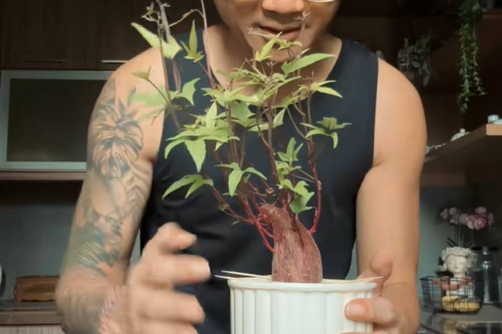 Anji Manji Manfaatkan Ubi Ungu Jadi Dekorasi Ruangan.png
