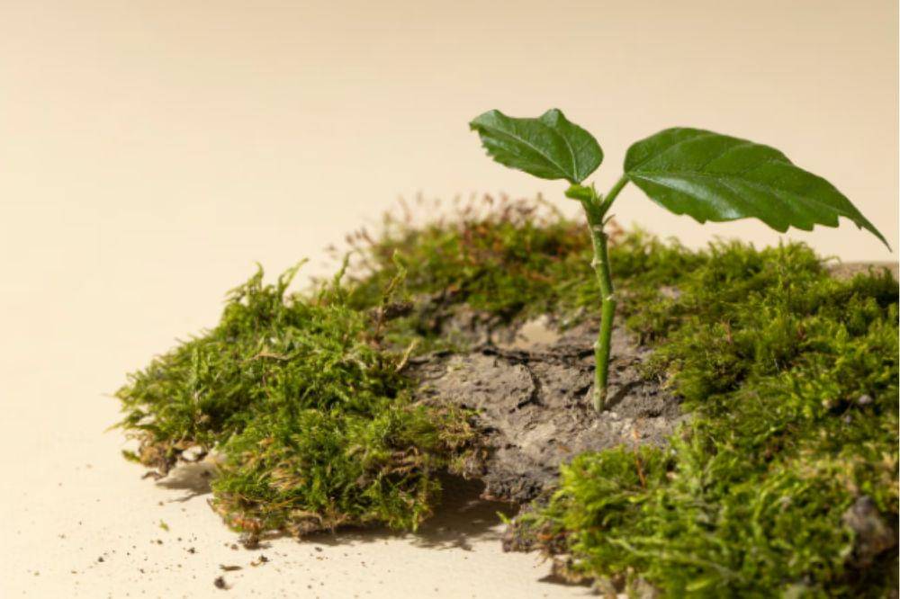 5 Cara Tumbuhan Menyebarkan Bijinya