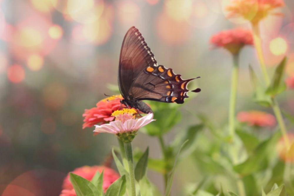 5 Cara Tumbuhan Menyebarkan Bijinya
