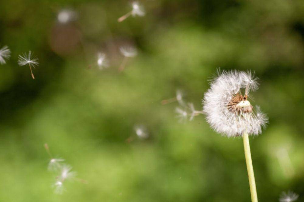 5 Cara Tumbuhan Menyebarkan Bijinya