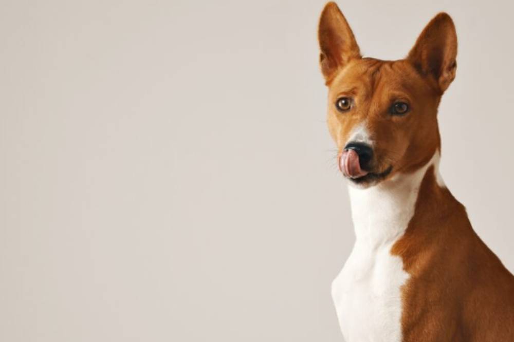 9 Alasan Anjing Menggonggong saat Malam, Buat Anak Takut Tidur Sendiri