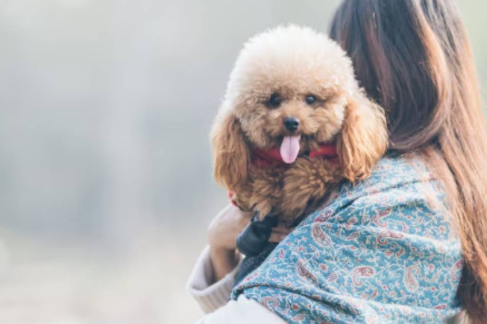 9 Alasan Anjing Menggonggong saat Malam, Buat Anak Takut Tidur Sendiri
