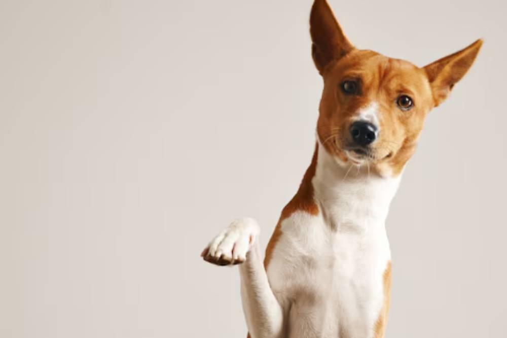 9 Alasan Anjing Menggonggong saat Malam, Buat Anak Takut Tidur Sendiri
