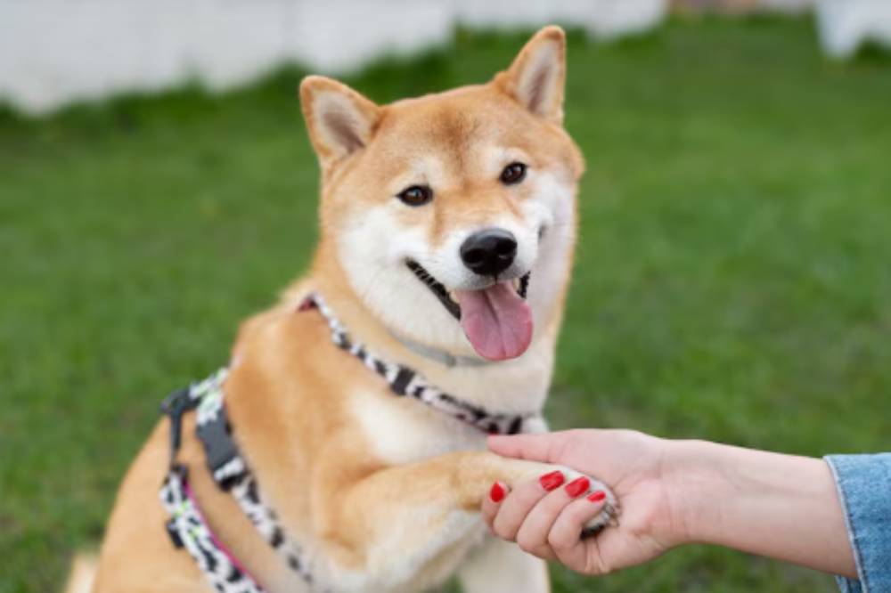 9 Alasan Anjing Menggonggong saat Malam, Buat Anak Takut Tidur Sendiri