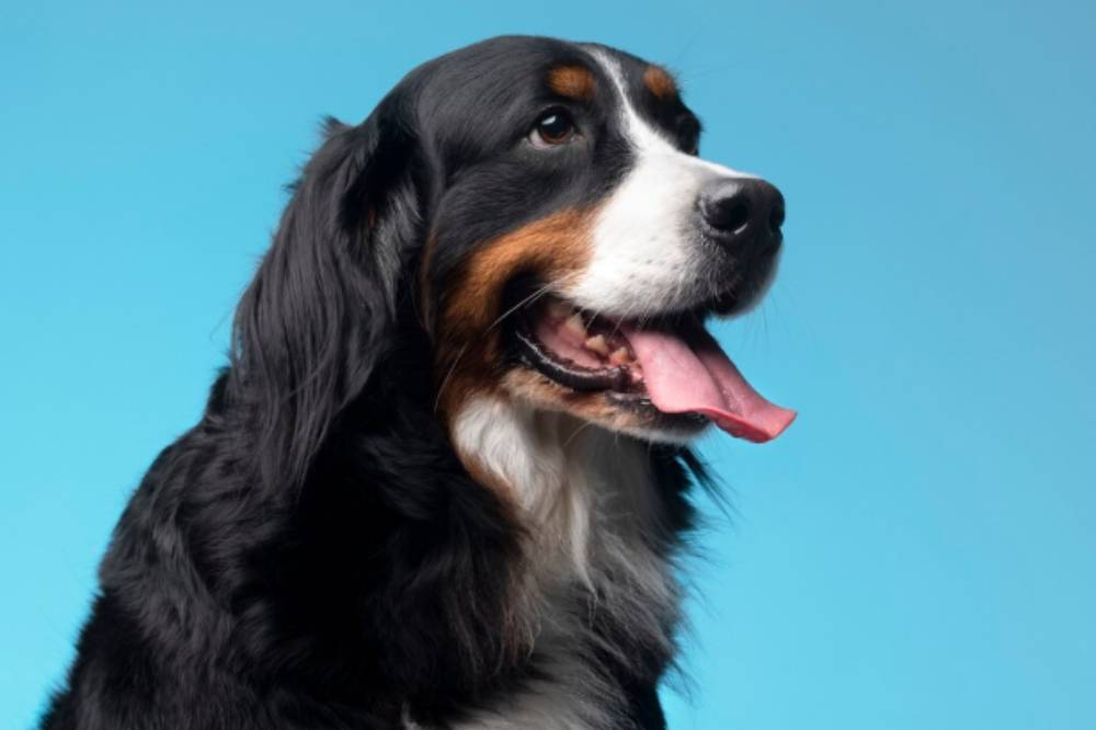 9 Alasan Anjing Menggonggong saat Malam, Buat Anak Takut Tidur Sendiri