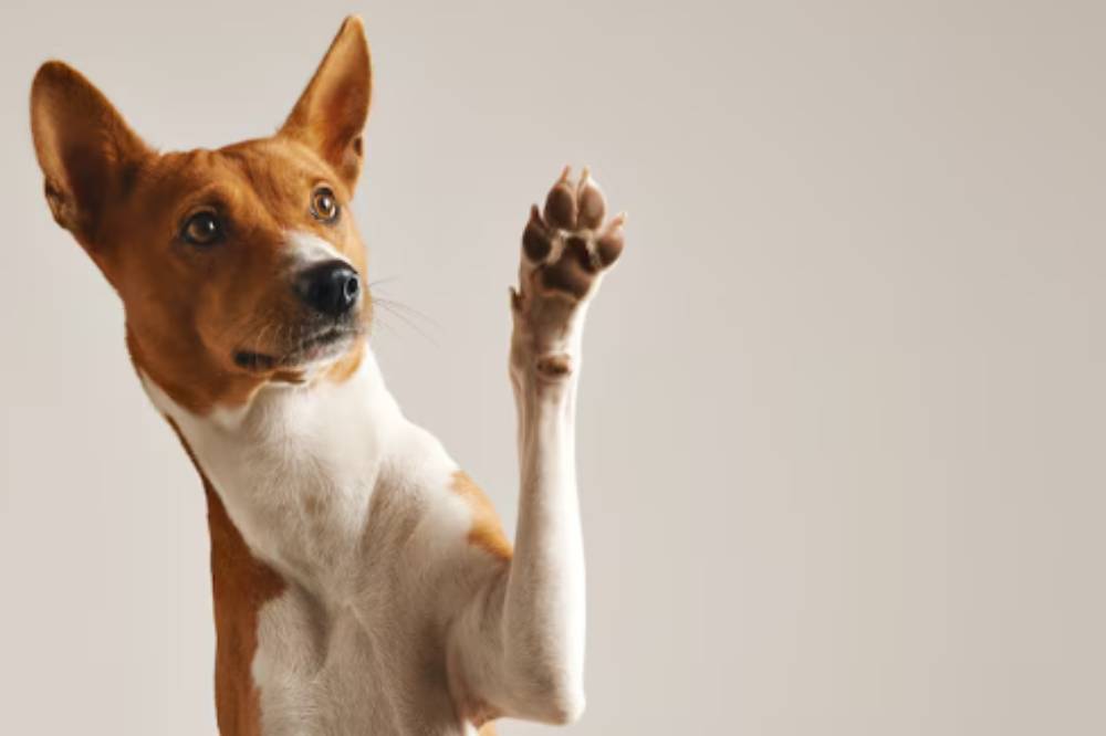 9 Alasan Anjing Menggonggong saat Malam, Buat Anak Takut Tidur Sendiri