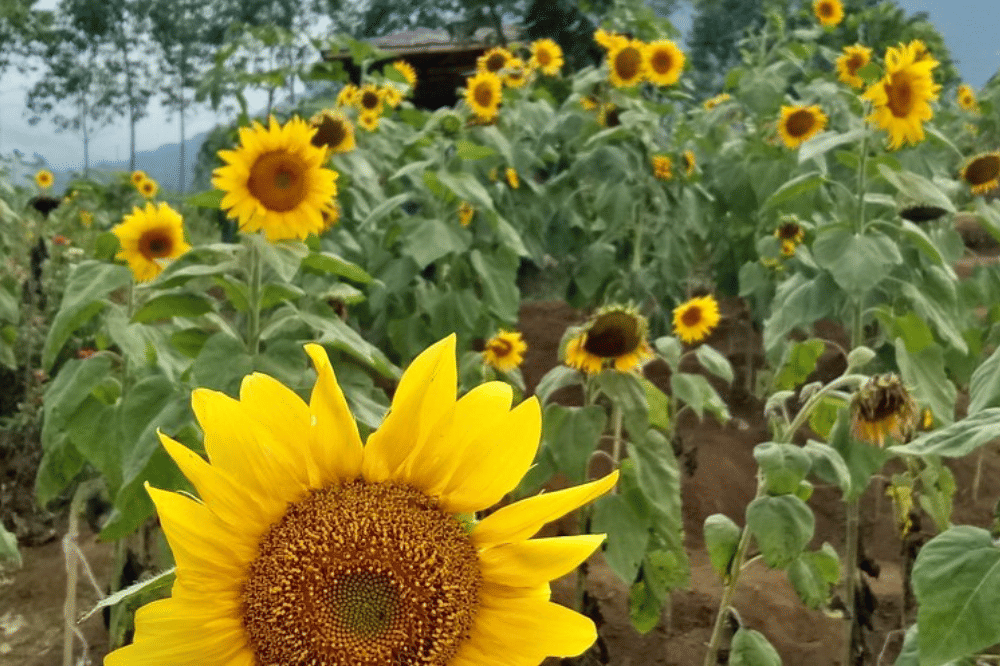 23 Tempat Wisata Alam di Jawa Timur Terdekat, Beragam Pilihan! (3).png