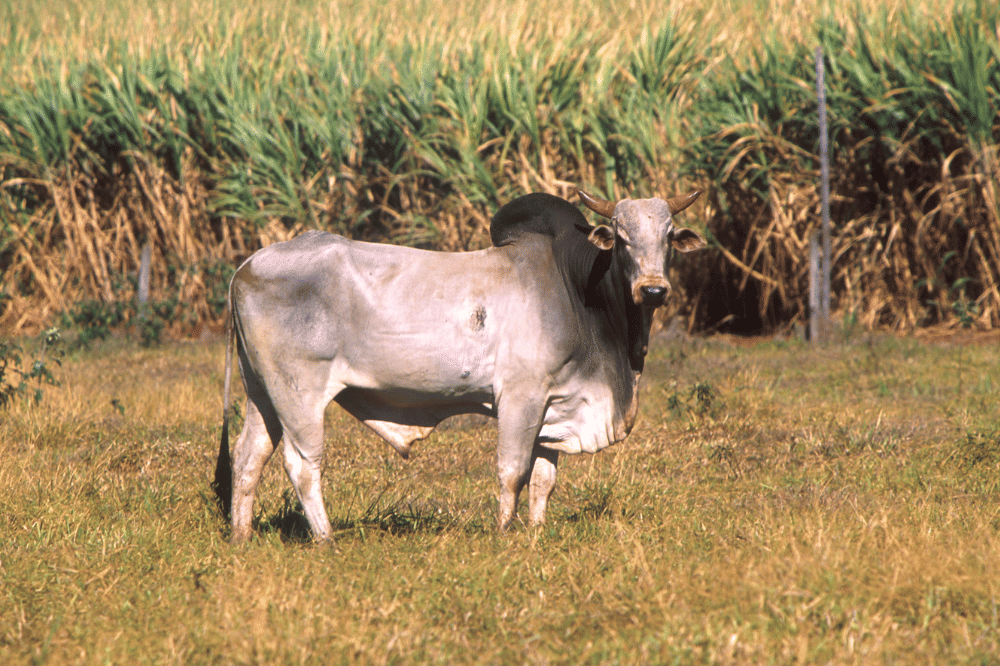 7 Nama Hewan Berawalan Huruf Z yang Unik dan Jarang Diketahui