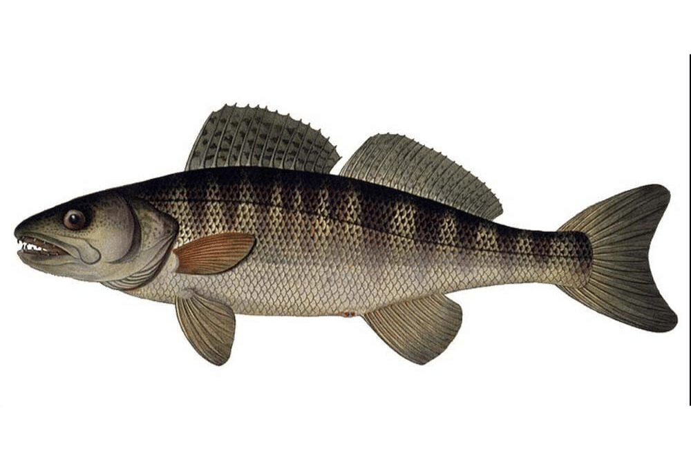 7 Nama Hewan Berawalan Huruf Z yang Unik dan Jarang Diketahui