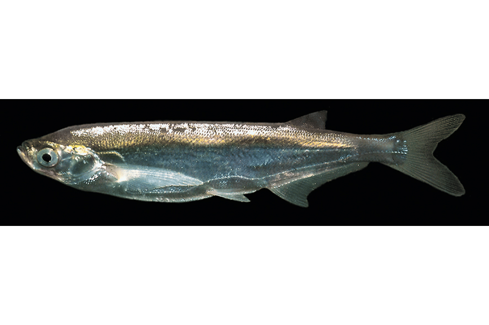 7 Nama Hewan Berawalan Huruf Z yang Unik dan Jarang Diketahui