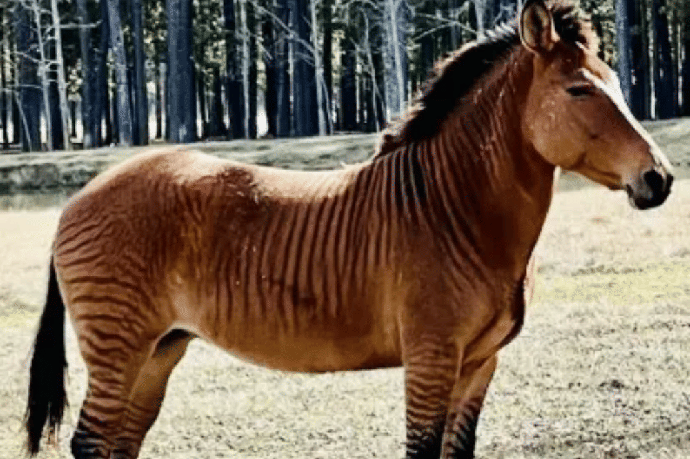 7 Nama Hewan Berawalan Huruf Z yang Unik dan Jarang Diketahui