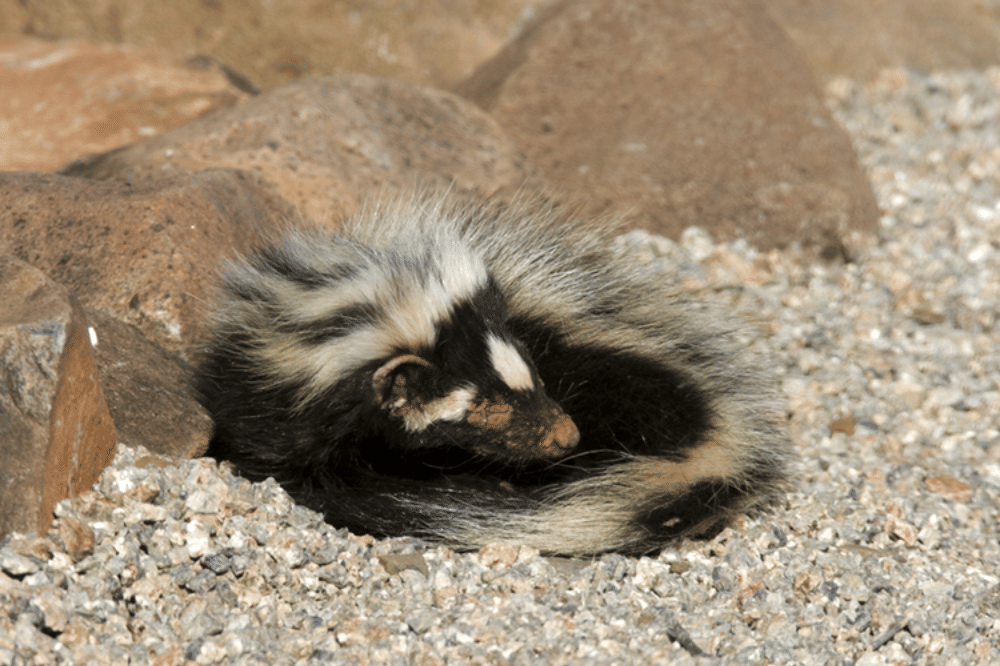 7 Nama Hewan Berawalan Huruf Z yang Unik dan Jarang Diketahui