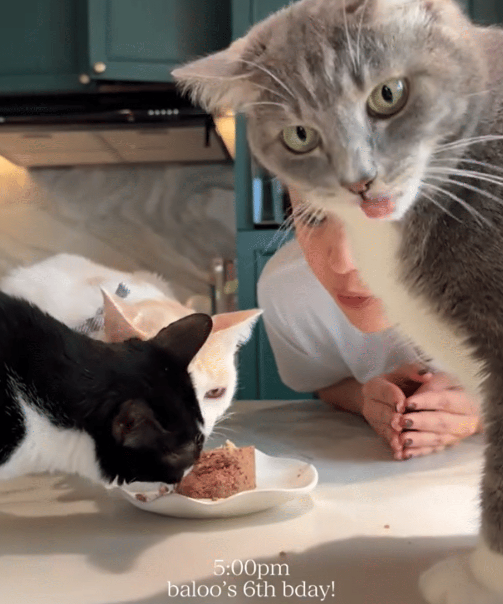 3 Foto Lucu Sherina Merayakan Ulang Tahun Kucing Peliharaan 3.png