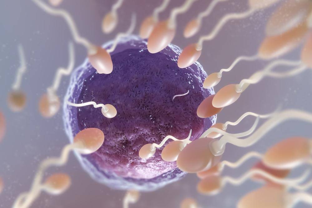 Cara Meningkatkan Jumlah Sperma Secara Alami.jpg